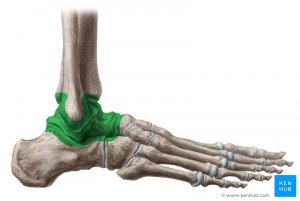 ankle joint.jpeg