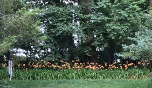 Orange dayliliy hedge.jpg