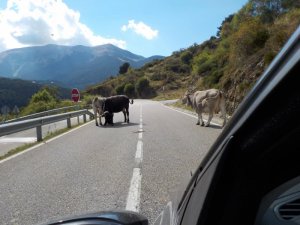 cows in road.JPG