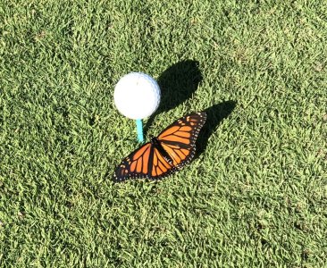 butterfly and golf ball (2020_06_09 09_43_06 UTC).jpg