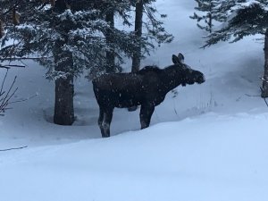Snow Moose 2020.jpg